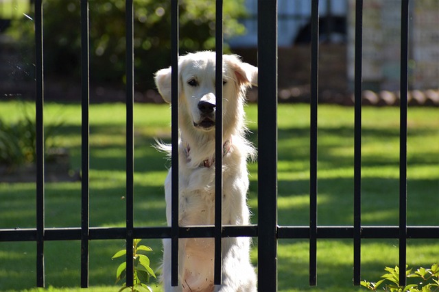 modern pet usa gate safety