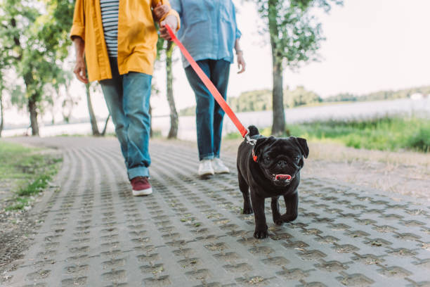 pug dog walking on path in park