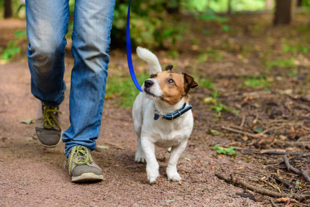 walking a dog