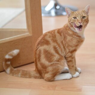 Is your #cat a picky eater?