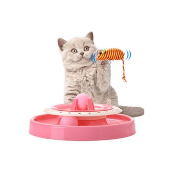 kitten