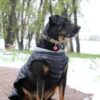 dog clothes winter puffer coat