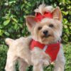 dog harness red