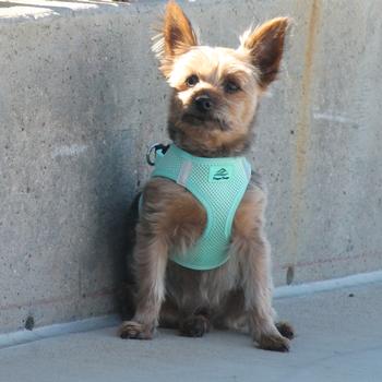 dog harness teal