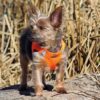 dog harness hunter orange