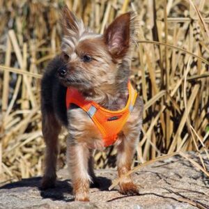 dog harness hunter orange