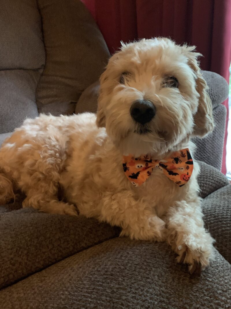 Halloween dog bow tie