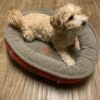 small dog bed with orthopedic fill