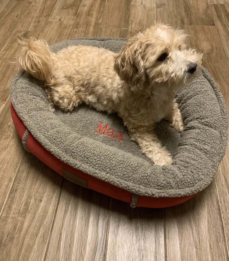 small dog bed with orthopedic fill