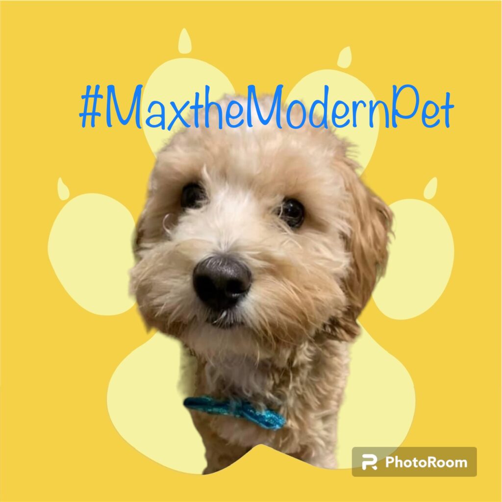 #MaxtheModernPet