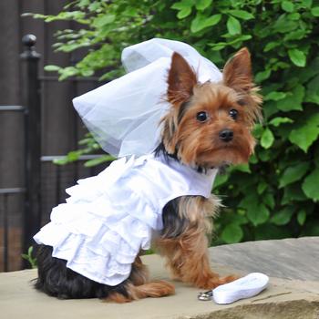 dog wedding harness