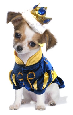 dog costumes