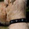 Susan Lanci crystal paws custom dog collar