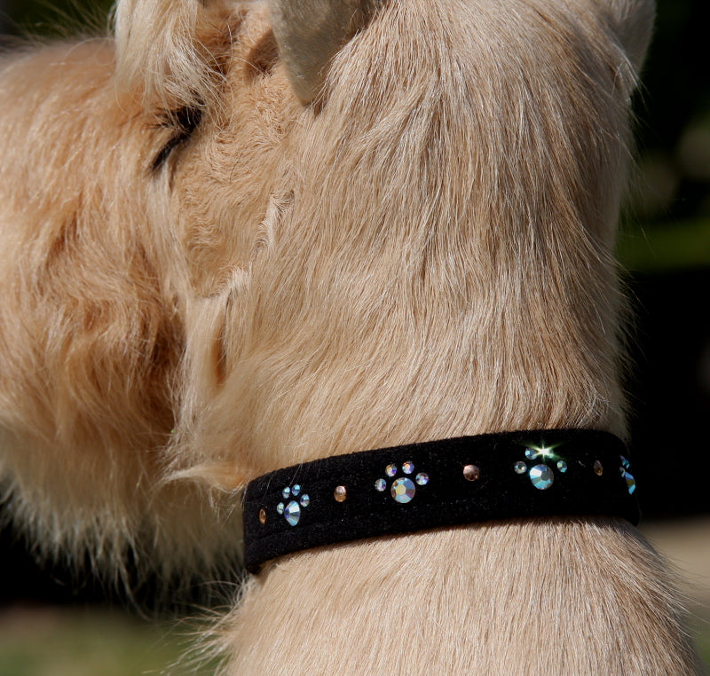 Susan Lanci crystal paws custom dog collar