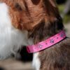 Susan Lanci crystal paws custom dog collar