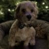 Christmas pet bow tie