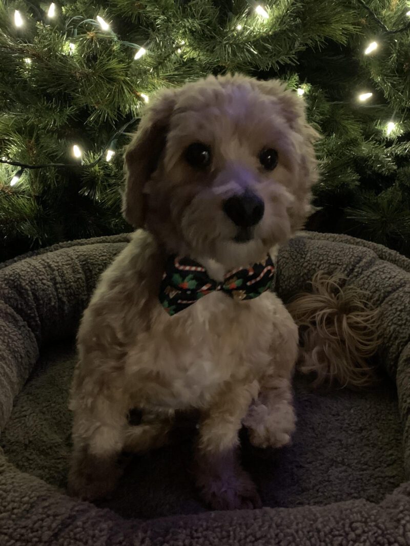 Christmas pet bow tie