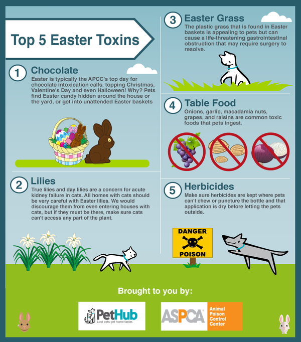 Spring Pet Safety