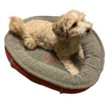 small dog bed with orthopedic fill