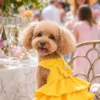 Madison dog dress sunshine lifestyle poodle Madison dog dress sunshine lifestyle poodle