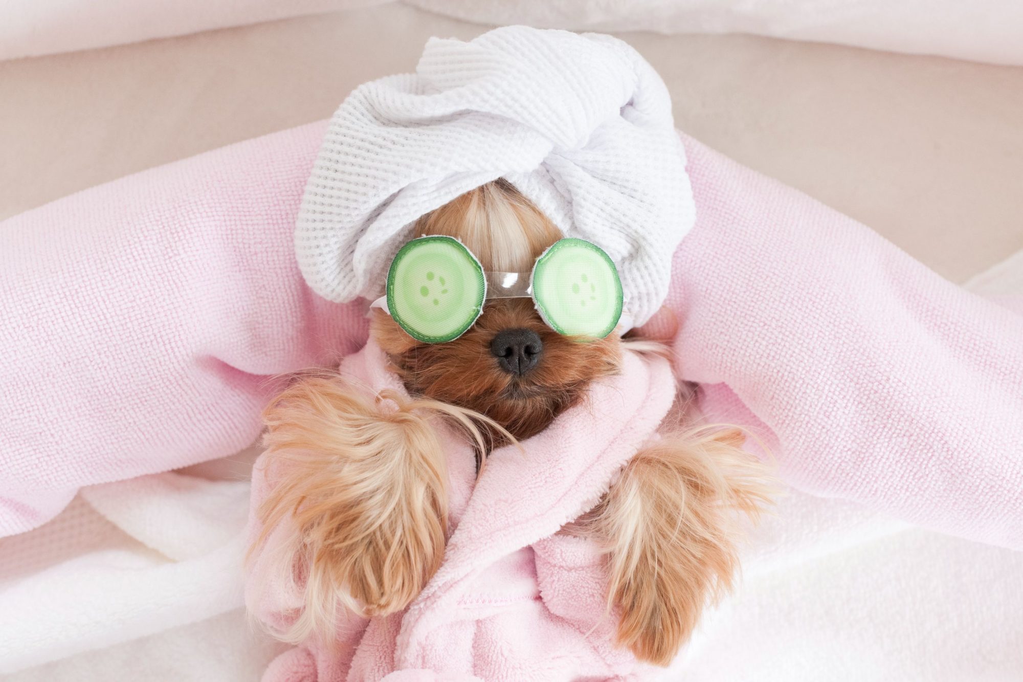 pamper dog spa