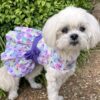 butterfly dog dress