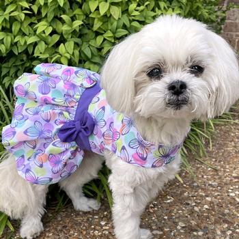 butterfly dog dress