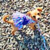 butterfly dog dress