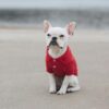 dog clothes polo red