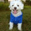 dog clothes polo blue