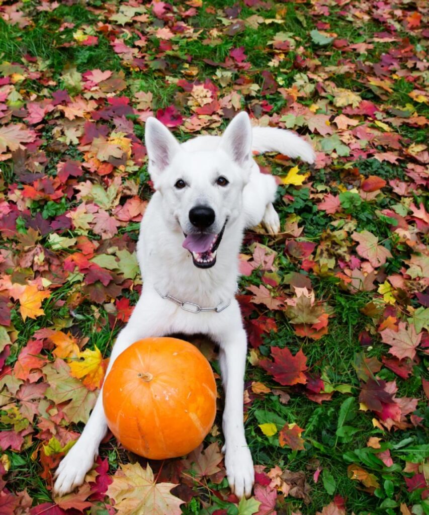 dog with pumpkin