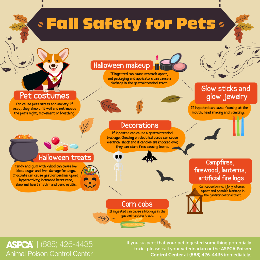 fall pet safety tips