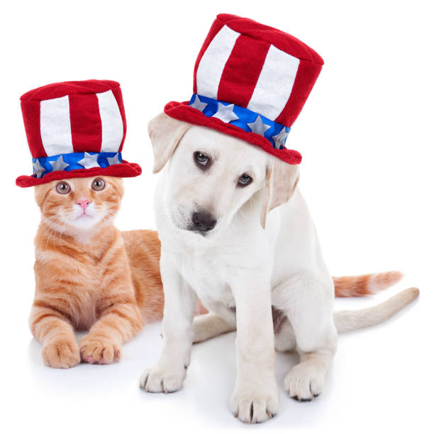 dog cat USA made wearing US flag hat