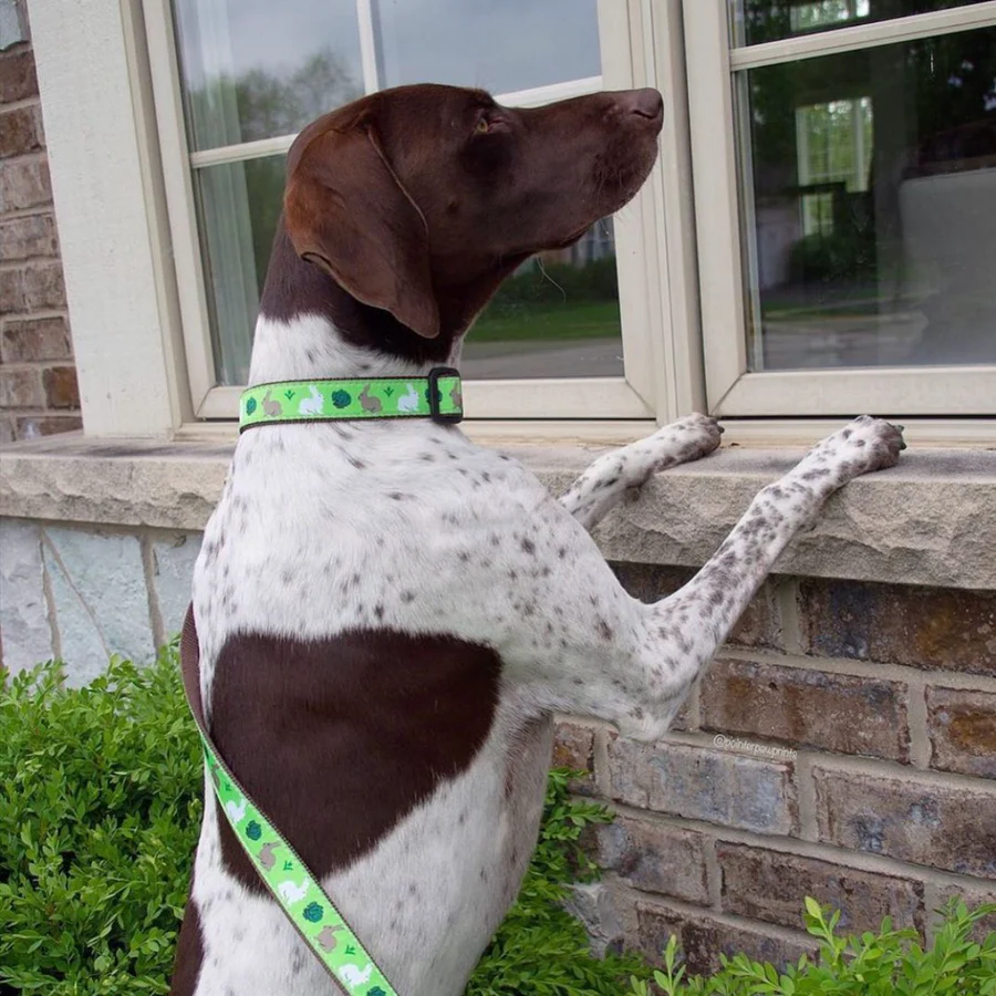 garden rabbit collar and lead