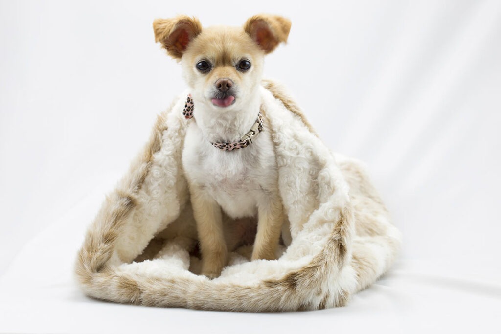 cuddle cup cream fox susan lanci