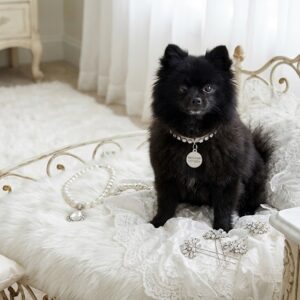 The White Pet Boutique
