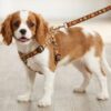 fall dog harness and leash set fall dog harness and leash set