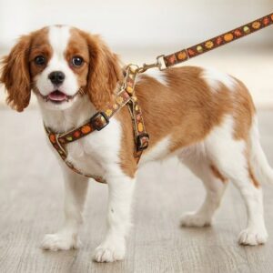 Dog Harness & Leash Sets