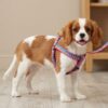 stars and stripes harness leash set lifestyle stars and stripes harness leash set lifestyle
